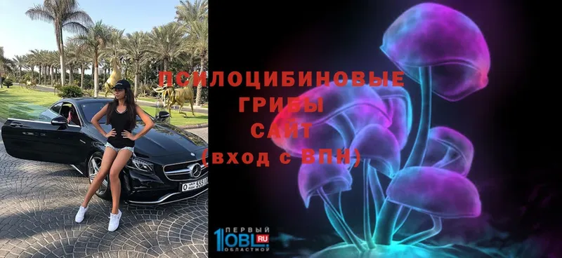 Псилоцибиновые грибы Psilocybe Майский